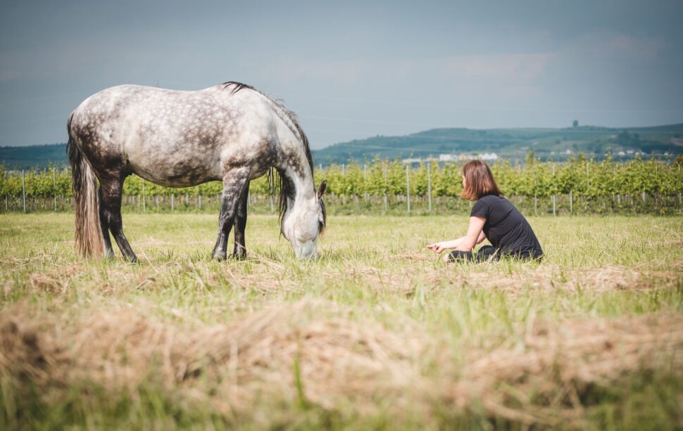 meditation with horses